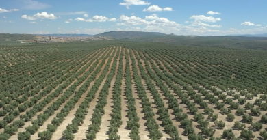 El campo andaluz insiste en pedir al Ministerio más tiempo para tramitar la PAC y evitar que agricultores y ganaderos pierdan sus ayudas