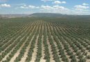 Cooperativas Agro-alimentarias de Jaén reclama una equiparación territorial en la rebaja de módulos fiscales para el olivar