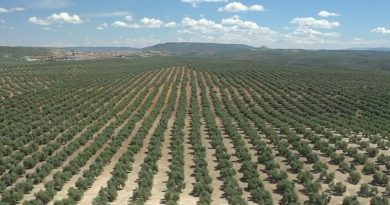 Cooperativas Agro-alimentarias de Jaén reclama una equiparación territorial en la rebaja de módulos fiscales para el olivar