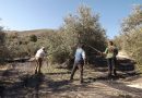 Comienza la campaña de aceituna para aceite en la provincia de Córdoba Comienza la campaña de aceituna para aceite en la provincia de Córdoba