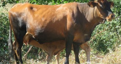 COAG Andalucía destaca la importancia de la Estrategia Andaluza de la Ganadería Extensiva para el futuro del medio rural andaluz