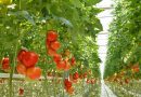 ASAJA Almería apunta a una campaña estable, pero condicionada por la preocupación por los costes, la mano de obra y la sanidad vegetal ASAJA Almería apunta a una campaña estable, pero condicionada por la preocupación por los costes, la mano de obra y la sanidad vegetal
