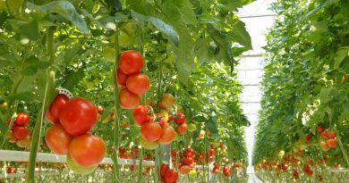 ASAJA Almería apunta a una campaña estable, pero condicionada por la preocupación por los costes, la mano de obra y la sanidad vegetal