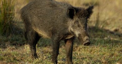 Asaja solicita a la Consejería de Medio Ambiente ampliar hasta el 15 de marzo las batidas de jabalí, como medida de prevención de la peste porcina