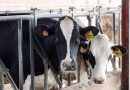 La industria láctea amenaza con una bajada de los precios de leche mientras el número de ganaderos cae al mínimo histórico en España: 8.749 La industria láctea amenaza con una bajada de los precios de leche mientras el número de ganaderos cae al mínimo histórico en España: 8.749