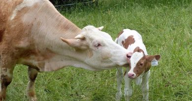 España consolida la conservación de la diversidad genética ganadera mediante una red de bancos de germoplasma España consolida la conservación de la diversidad genética ganadera mediante una red de bancos de germoplasma