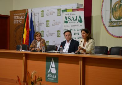La falta de lluvia retrasa la recolección y rebaja las previsiones de producción de aceituna de mesa a 495.000 toneladas