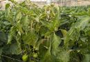 COAG Almería lamenta la falta de avances ante las plagas que asolan el campo