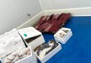 Inspección Pesquera de la Junta y Seprona intervienen más de una tonelada de productos sin garantías de seguridad para su consumo Inspección Pesquera de la Junta y Seprona intervienen más de una tonelada de productos sin garantías de seguridad para su consumo