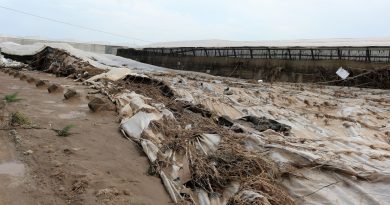 Aprobadas ayudas para compensar los efectos de las últimas borrascas en el campo andaluz