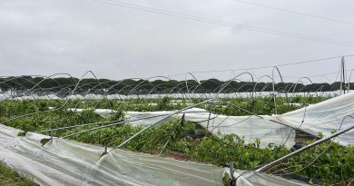 Freshuelva evalúa los daños causados por el carrusel de borrascas y solicita ayudas urgentes para el sector de los frutos rojos