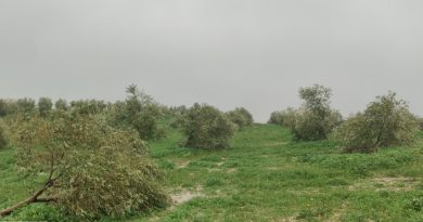 Asaja Córdoba calcula en más de 700 millones de euros las pérdidas en el campo por el efecto de los últimos temporales