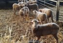 Cooperativas Agro-alimentarias de Andalucía traslada a la Consejería de Agricultura las preocupaciones del sector ovino