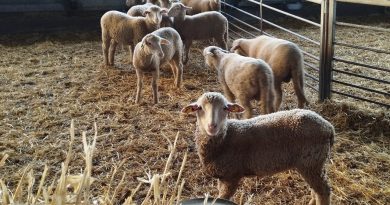 Cooperativas Agro-alimentarias de Andalucía traslada a la Consejería de Agricultura las preocupaciones del sector ovino