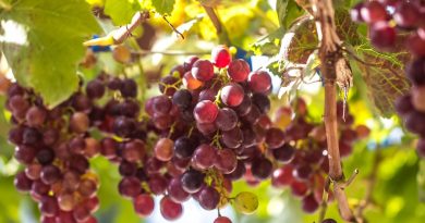 Las ayudas para reestructuración y reconversión de viñedo se pueden solicitar hasta el 19 de marzo