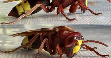 El avispón oriental despierta en Córdoba: Detectadas las primeras reinas tras el invierno