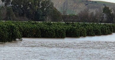 El Gobierno de España deja sin ayudas a los agricultores de 39 municipios de Sevilla afectados por el temporal