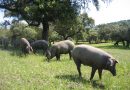 La Junta inicia el abono de las subvenciones para ganaderos de extensivo afectados por las borrascas
