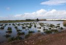 Las ayudas de la Junta para el sector primario afectado por las borrascas están exentas de impuestos Las ayudas de la Junta para el sector primario afectado por las borrascas están exentas de impuestos