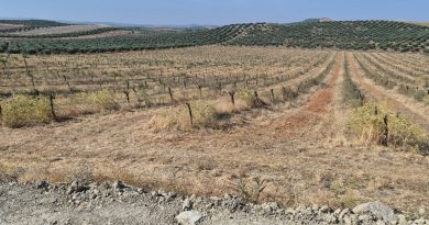 La cosecha de almendra se prevé en Córdoba un 30% superior, pero la superficie sigue bajando por la muerte de los árboles La cosecha de almendra se prevé en Córdoba un 30% superior, pero la superficie sigue bajando por la muerte de los árboles