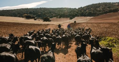 La Junta abre las inscripciones para el Curso Internacional de Experto en Producción Caprina
