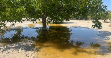 El pedrisco arrasa 1.200 hectáreas de cereal y almendro en Los Vélez