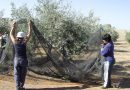 La Consejería de Agricultura ha puesto en marcha el 86 por ciento de las medidas de la Estrategia Andaluza del Olivar