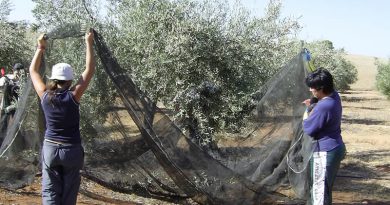 La Consejería de Agricultura ha puesto en marcha el 86 por ciento de las medidas de la Estrategia Andaluza del Olivar