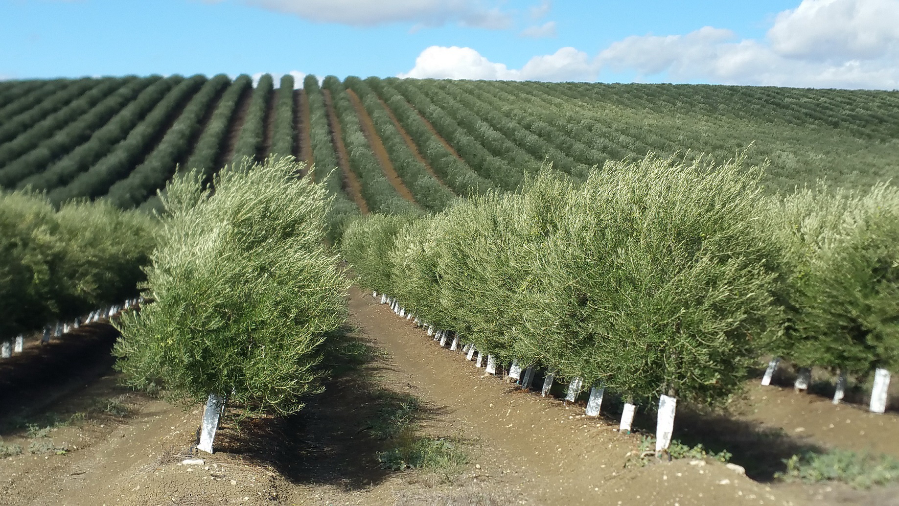 ASAJA-Andalucía reclama el restablecimiento urgente de la recolección nocturna en el olivar en seto