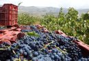 ASAJA Almería prevé una vendimia con un ligero incremento de producción y una uva de excelente calidad en la Alpujarra ASAJA Almería prevé una vendimia con un ligero incremento de producción y una uva de excelente calidad en la Alpujarra