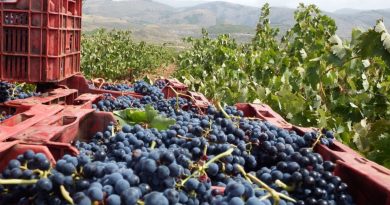 ASAJA Almería prevé una vendimia con un ligero incremento de producción y una uva de excelente calidad en la Alpujarra