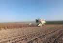 ASAJA Córdoba destaca la mejora de la calidad del girasol esta campaña, aunque los rendimientos no alcanzan las expectativas