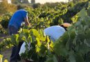 El Condado de Huelva afronta la vendimia con buenas expectativas de calidad ante la excelente condición sanitaria de la uva El Condado de Huelva afronta la vendimia con buenas expectativas de calidad ante la excelente condición sanitaria de la uva