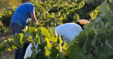 El Condado de Huelva afronta la vendimia con buenas expectativas de calidad ante la excelente condición sanitaria de la uva