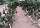 COAG Almería reclama ayudas directas y un plan de prevención de avenidas e inundaciones