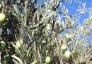 COAG Andalucía alerta del hundimiento de la gordal sevillana y exige controles para garantizar el origen de la aceituna COAG Andalucía alerta del hundimiento de la gordal sevillana y exige controles para garantizar el origen de la aceituna